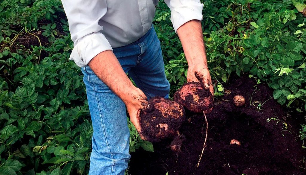 Plan nutricional cultivo de papa, finca Ananda vereda la Pradera Subachoque Cundinamarca