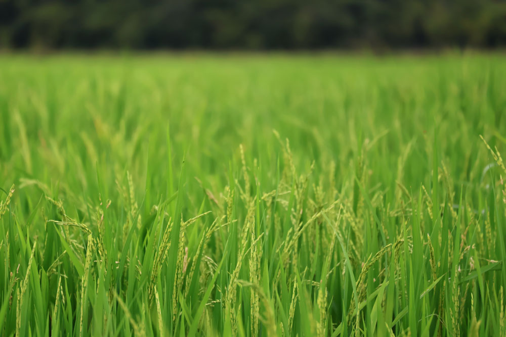 Crecer Cultivos: empresa certificada como Negocio Verde por Cormacarena