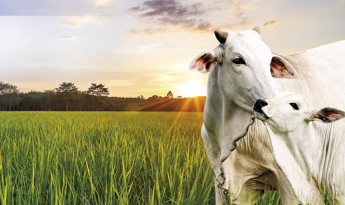 Línea de productos para ganadería de Crecer Cultivos, diseñada para mejorar nutrición, salud animal y productividad.
