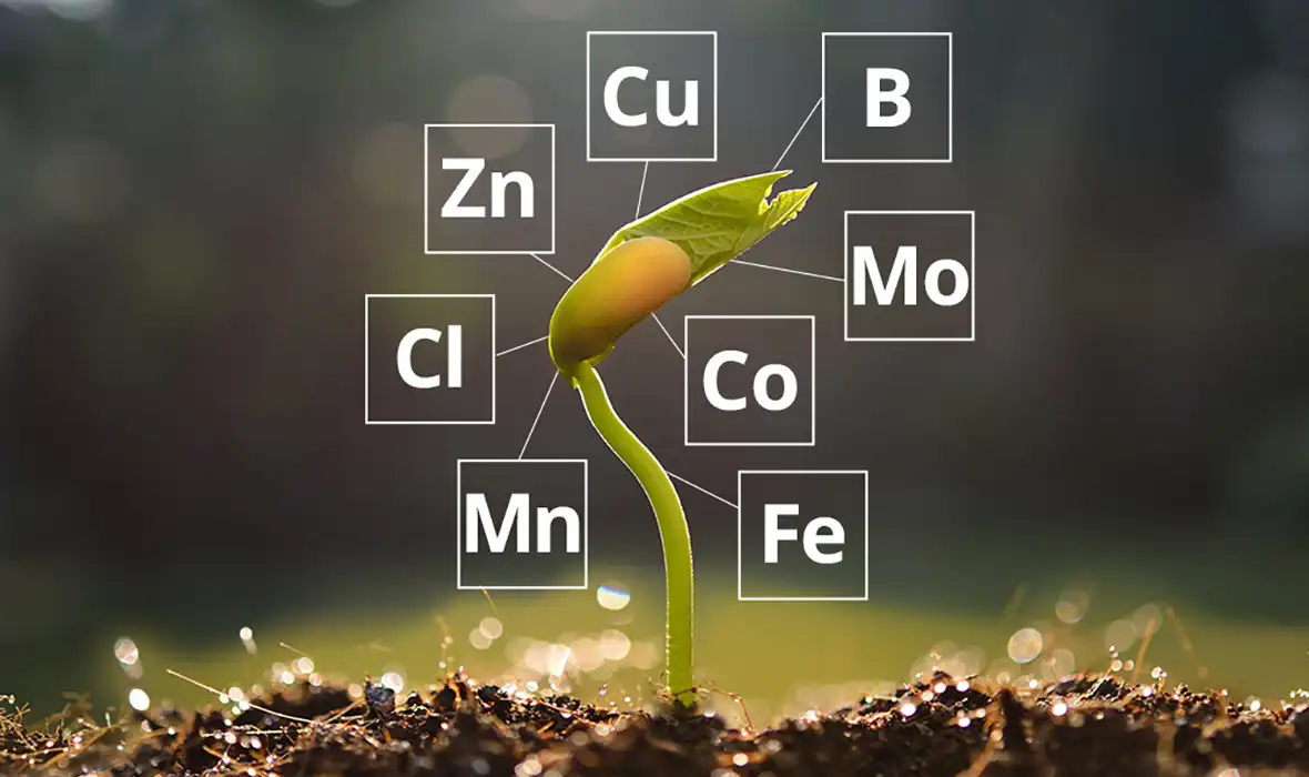 Línea de micronutrientes agrícolas de Crecer Cultivos, formulados para corregir deficiencias y potenciar el desarrollo de los cultivos.