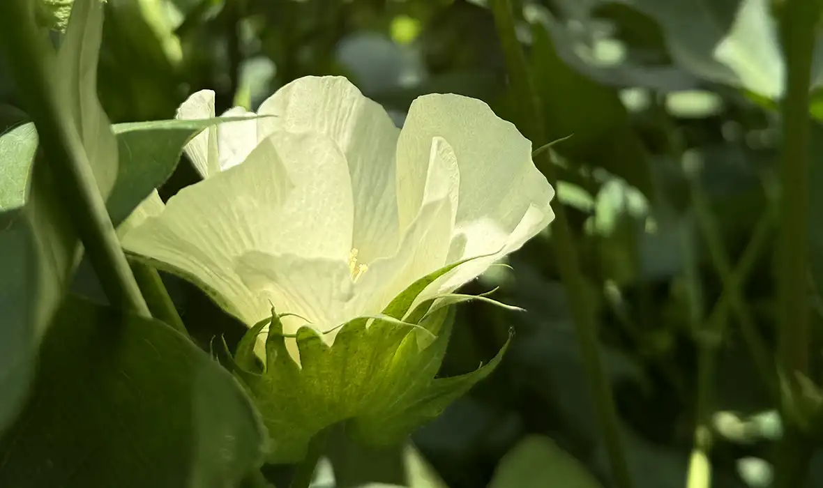 Línea de fertilizantes para la floración de cultivos de Crecer Cultivos, diseñados para mejorar floración y productividad.