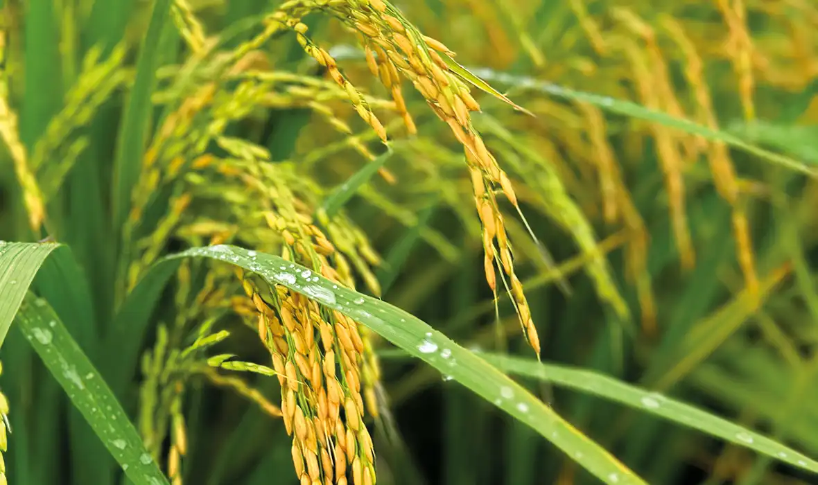 Línea de fertilizantes para el llenado de fruto de Crecer Cultivos, formulados para mejorar calidad, tamaño y rendimiento.