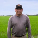 Omar Sánchez, productor de arroz en Pachaquiaro, comparte su experiencia con el fertilizante Starfos de Crecer Cultivos.