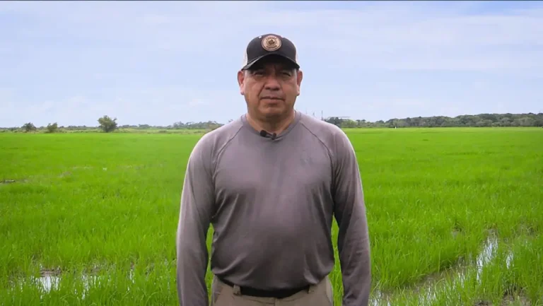 Omar Sánchez, productor de arroz en Pachaquiaro, comparte su experiencia con el fertilizante Starfos de Crecer Cultivos.