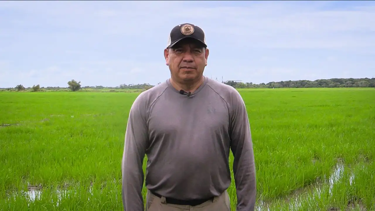 Omar Sánchez, productor de arroz en Pachaquiaro, comparte su experiencia con el fertilizante Starfos de Crecer Cultivos.