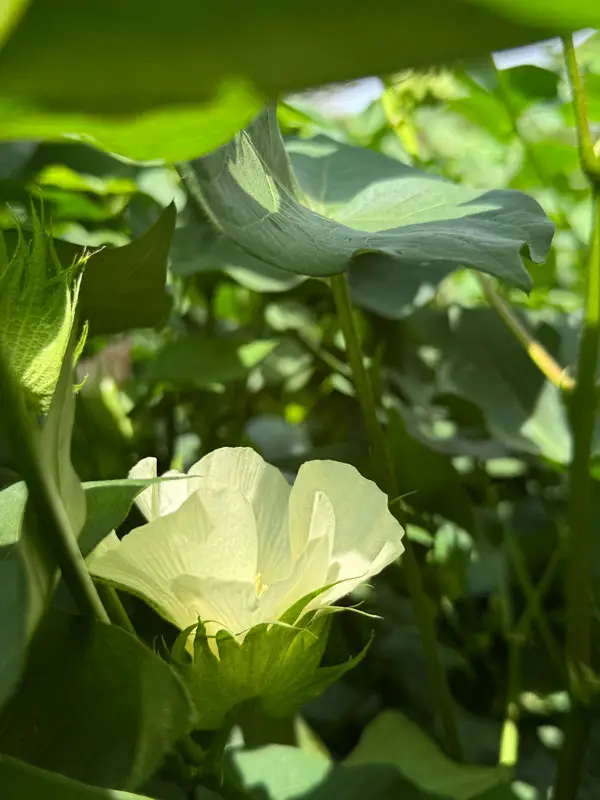 flores de cultivo abundantes tras tratamiento especializado