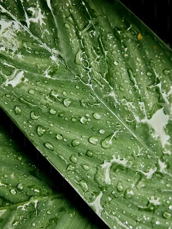gota uniforme de coadyuvante sobre hoja de cultivo para mejorar la eficacia en pulverización
