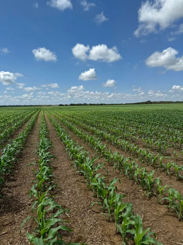 campo con plantas de crecimiento uniforme tras nutrientes balanceados