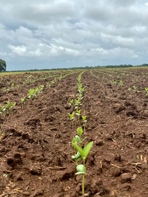 Campo con raíces fuertes tratado con bioestimulante de enraizamiento