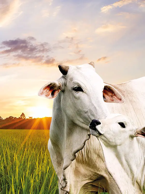 vacas pastando en campo con suplementación nutricional Crecer Cultivos