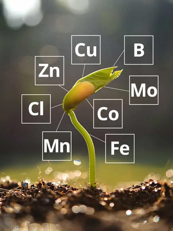 suelo con microelementos quelatados aplicados para fortalecer el cultivo