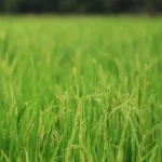Crecer Cultivos recibe la certificación de Negocio Verde por Cormacarena, destacando su compromiso con la sostenibilidad agrícola.