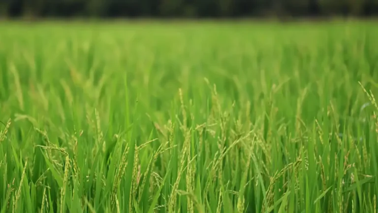 Crecer Cultivos recibe la certificación de Negocio Verde por Cormacarena, destacando su compromiso con la sostenibilidad agrícola.