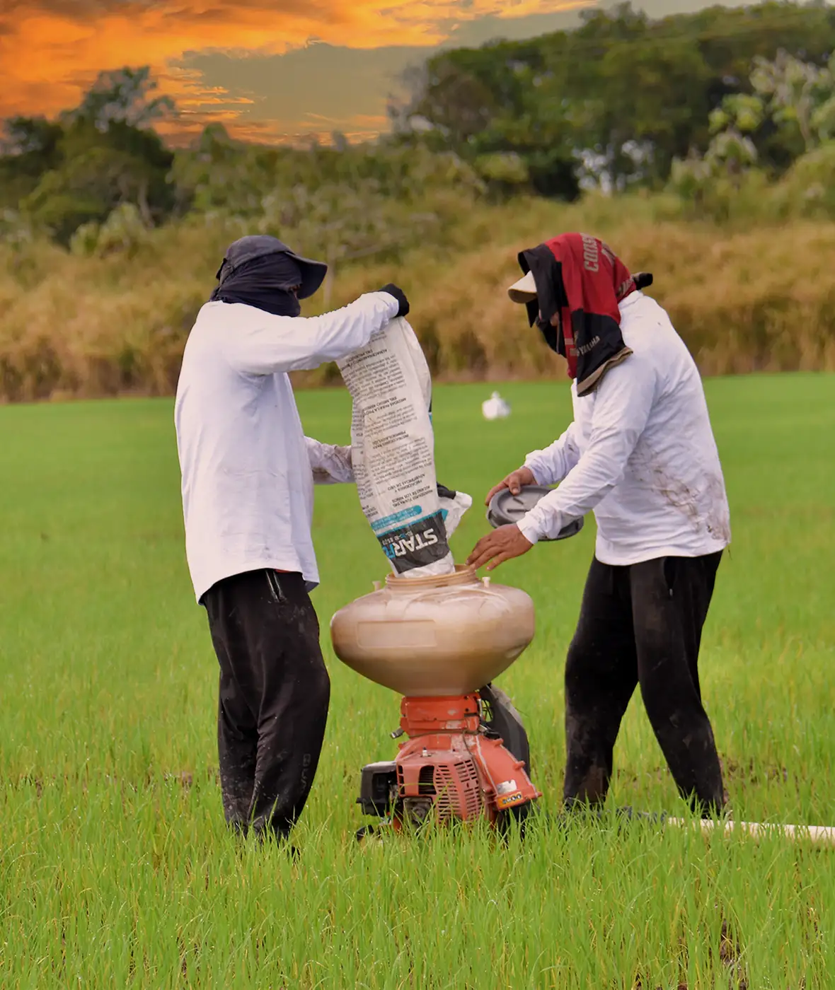 Dos agricultores aplicando fertilizantes de Crecer Cultivos en un cultivo de arroz con maquinaria agrícola.