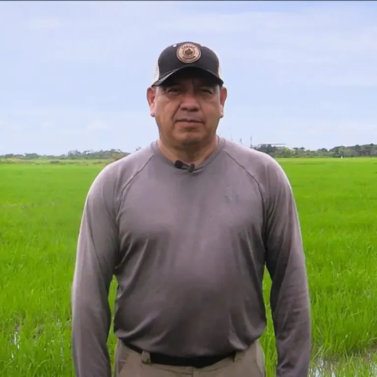 Omar Sánchez, productor de arroz en Pachaquiaro, comparte su experiencia con el fertilizante Starfos de Crecer Cultivos.