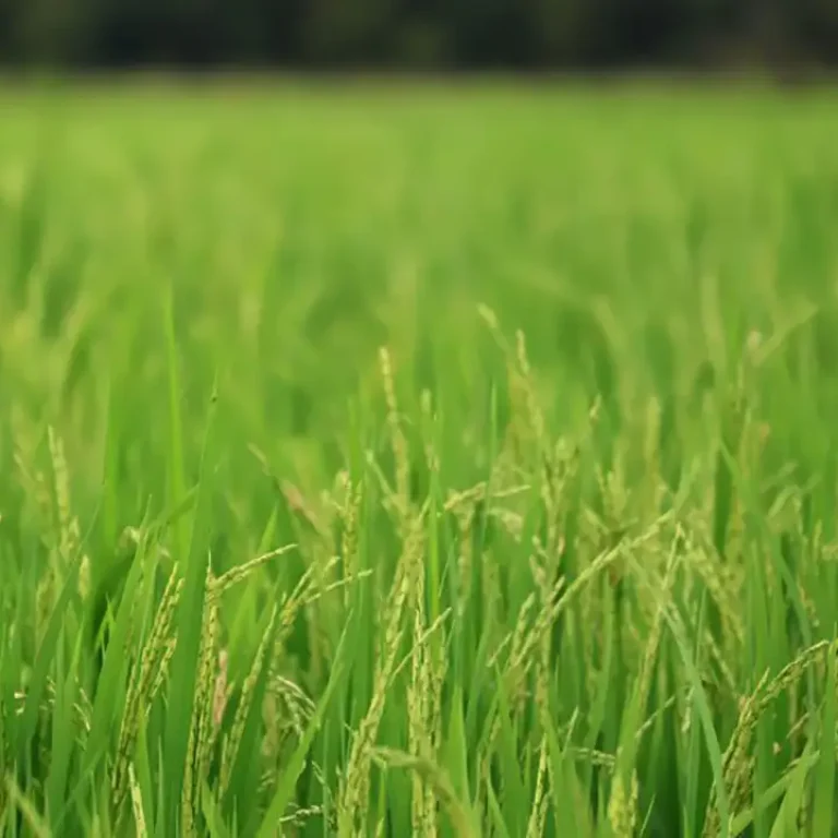 Crecer Cultivos recibe la certificación de Negocio Verde por Cormacarena, destacando su compromiso con la sostenibilidad agrícola.